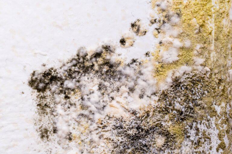 is-black-mold-really-as-bad-as-the-hype